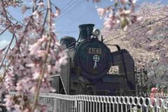 桜と機関車
