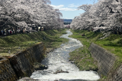 20250424満開