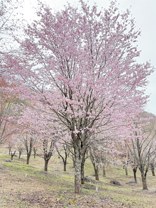 春の風景②