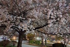 開成山公園の夜桜