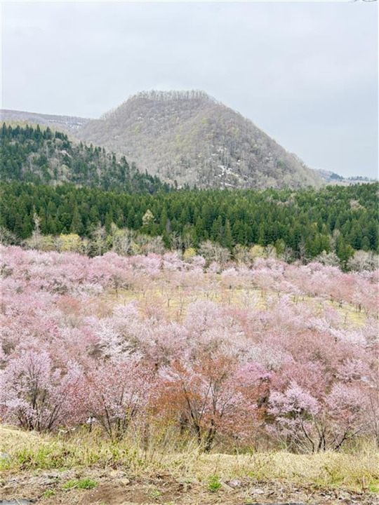 春の風景①