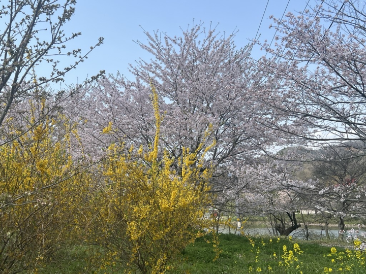 桜とレンギョウ