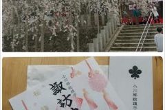 桜と御朱印