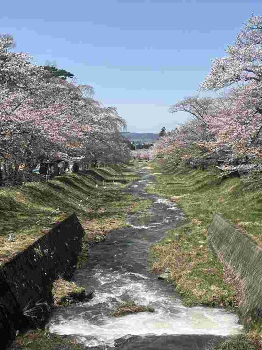 20250422桜状況・五分咲き