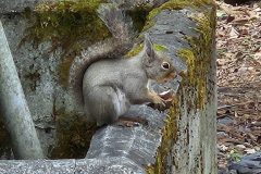 クルミを食べるリス