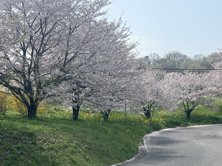 桜道