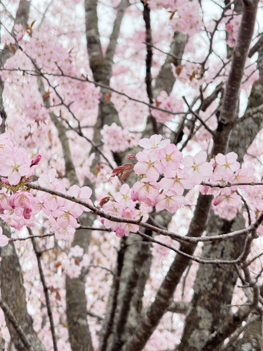 桜