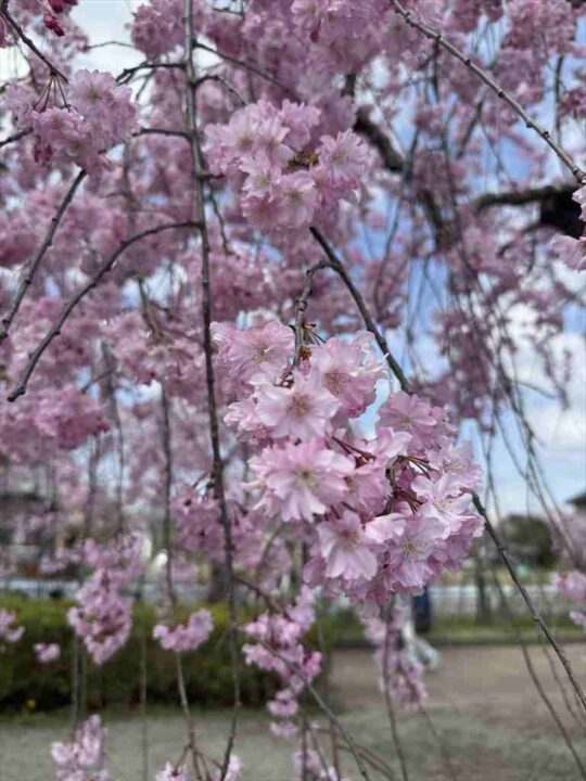 しだれ桜