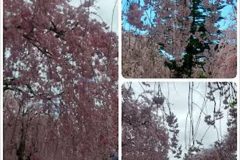 日中線の枝垂れ桜並木