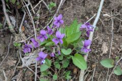 しゃくなげ平のスミレとワスレナグサ