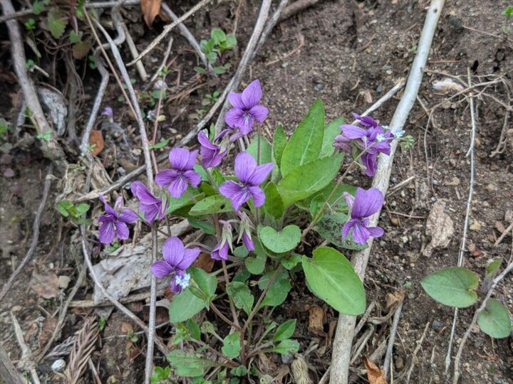 しゃくなげ平のスミレとワスレナグサ