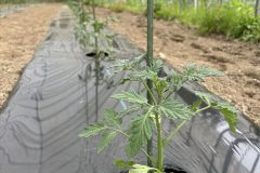 ミニトマト苗