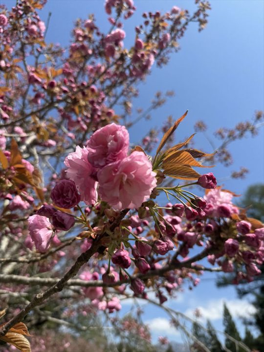 八重桜①