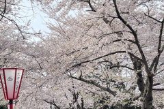 桜②