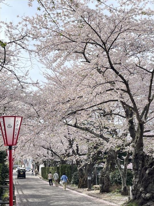 桜②