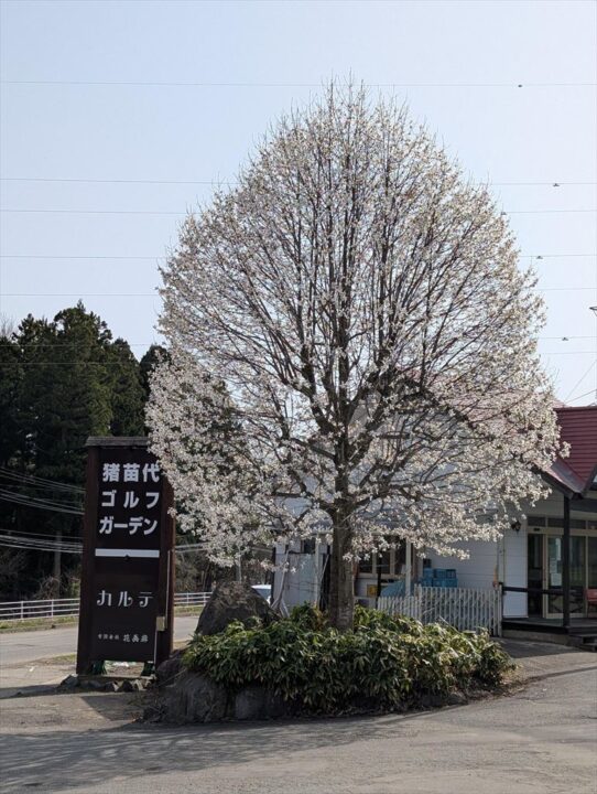 春のコブシの木
