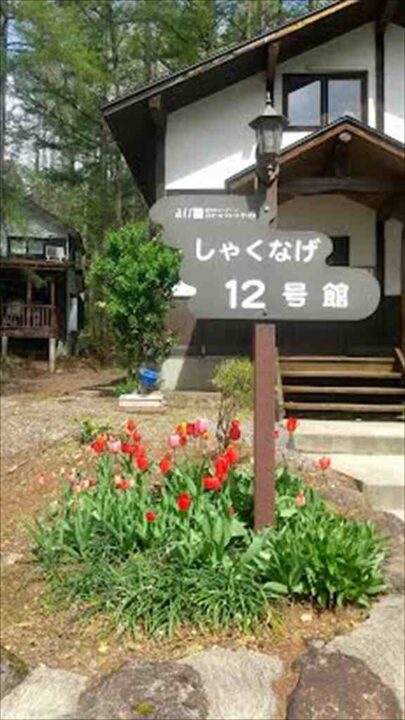 チューリップ満開