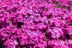 芝桜①