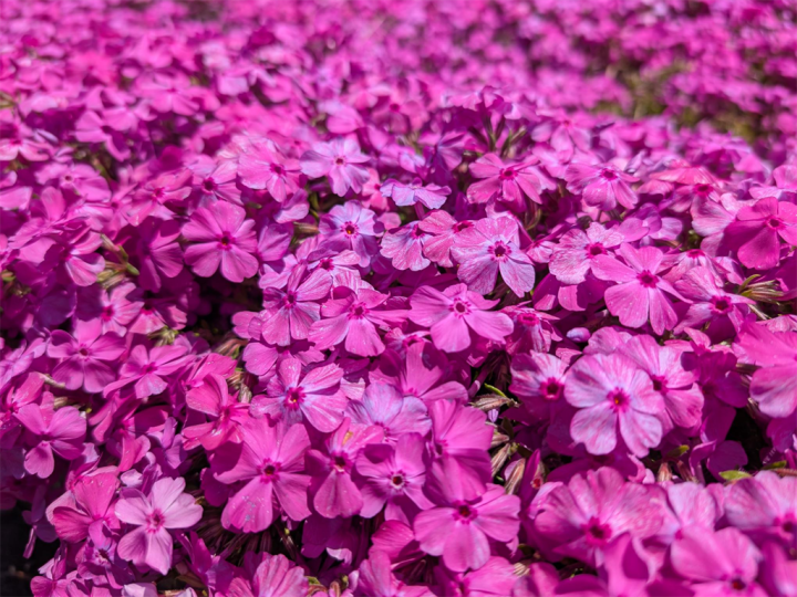 芝桜①