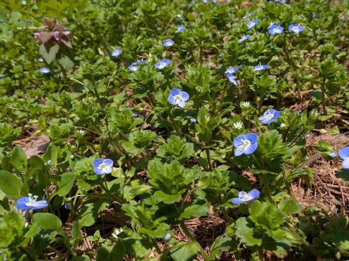 しゃくなげ平のオオイヌノフグリ