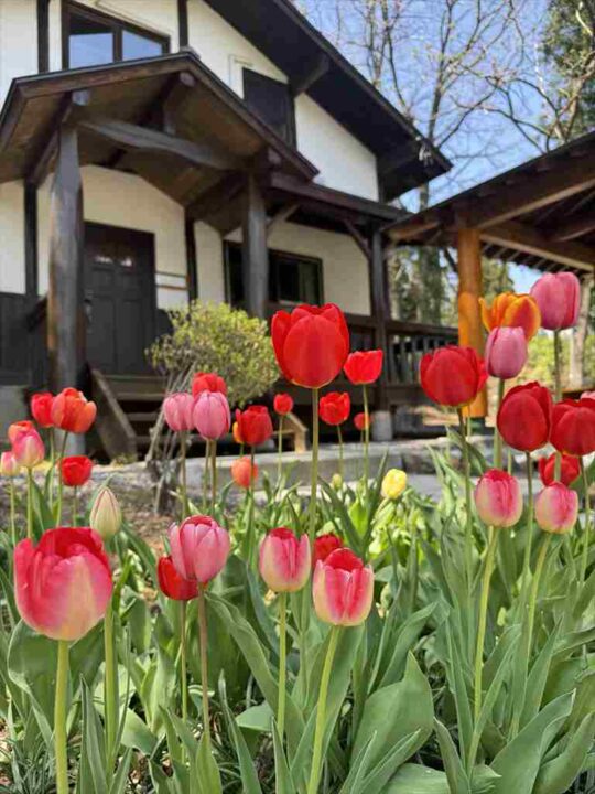 しゃくなげ12号館のチューリップ