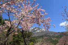八重桜