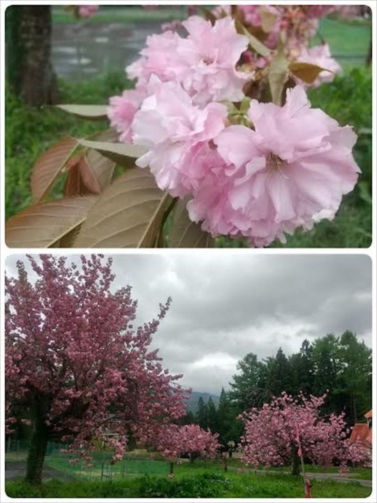 八重桜