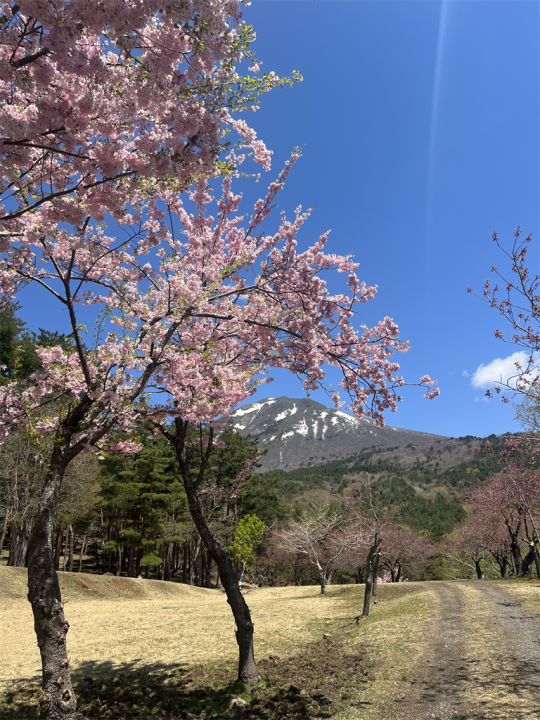 八重桜