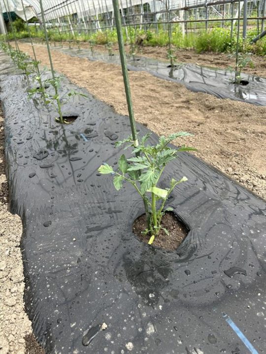 ミニトマト苗植え