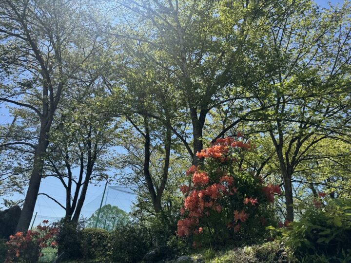 ヤマツツジと木漏れ日