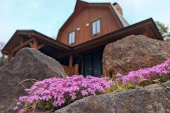 しゃくなげ24号館の芝桜