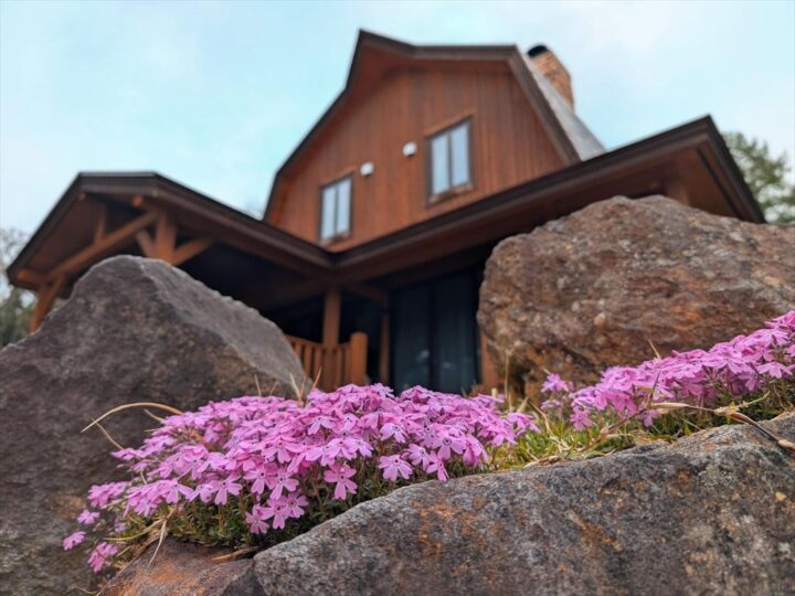 しゃくなげ24号館の芝桜