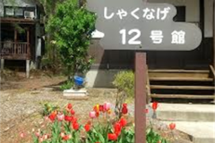 チューリップ満開