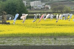 菜の花・こいのぼり