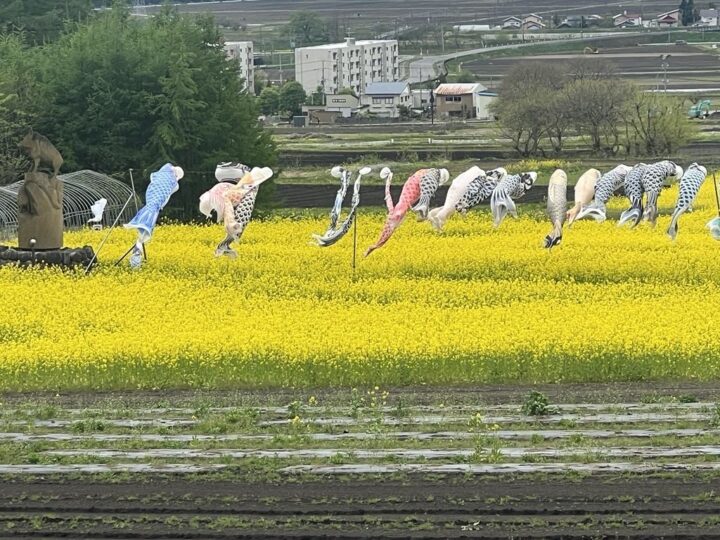 菜の花・こいのぼり