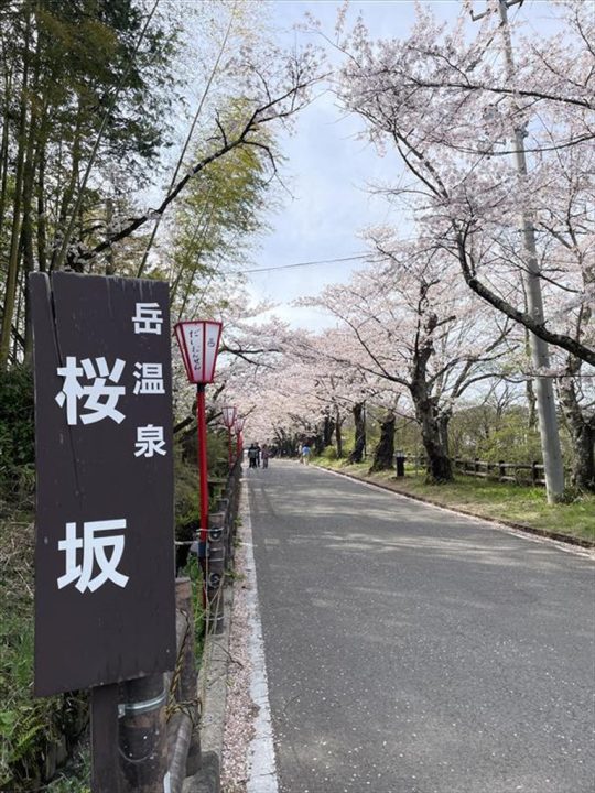 桜①