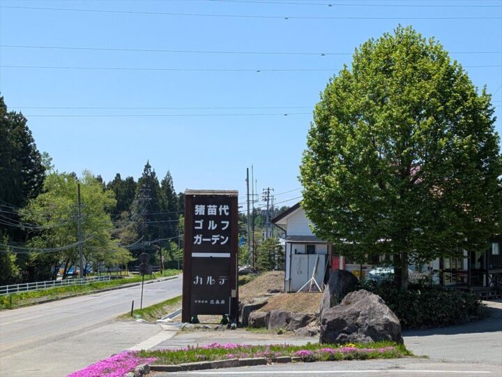 新緑のコブシの木