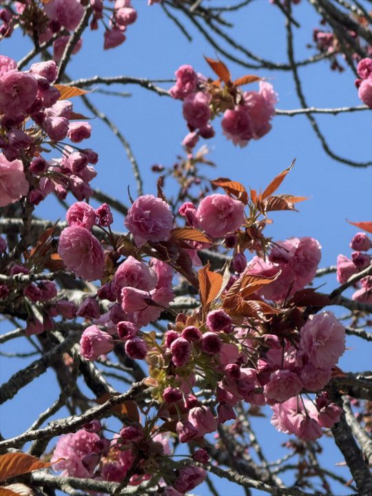 八重桜②