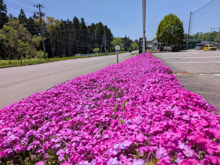 芝桜②