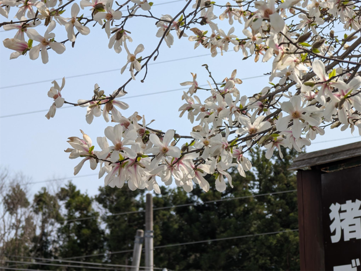 コブシの花