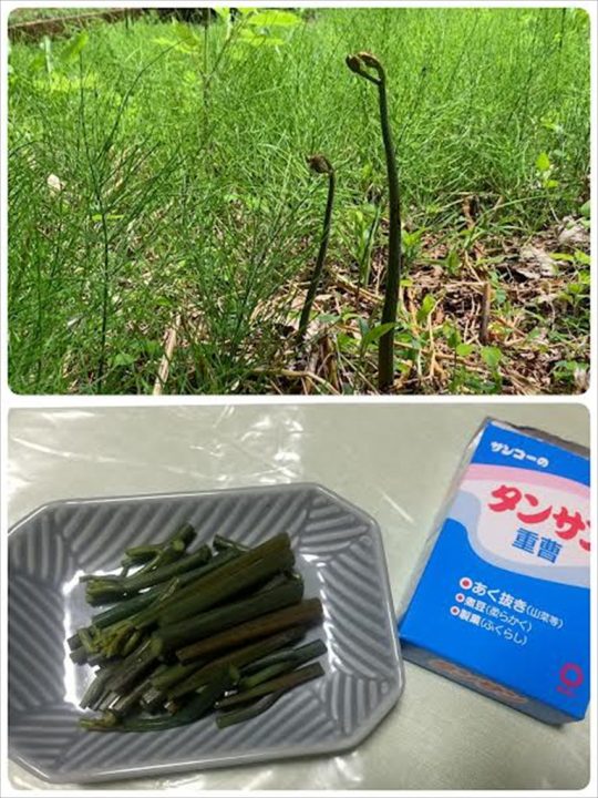 蕨