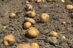 じゃがいもがごろごろ