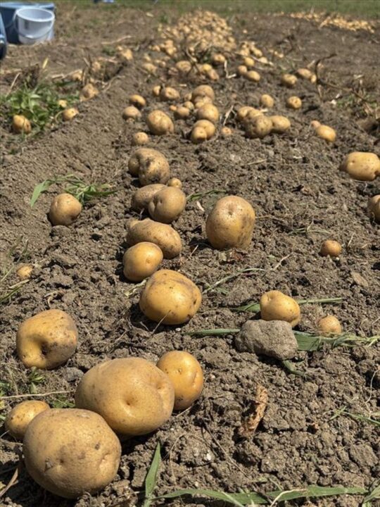 じゃがいもがごろごろ