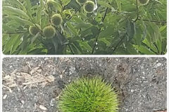 栗