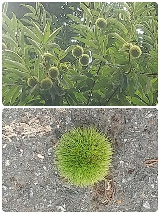 栗