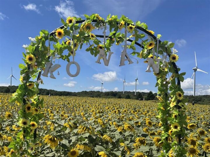 ひまわり畑と花のアーチ