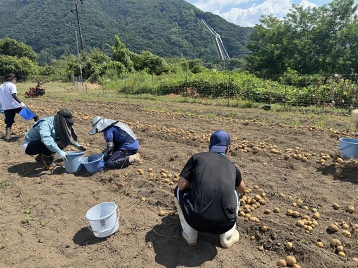 じゃがいも収穫に全集中