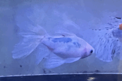 金魚①