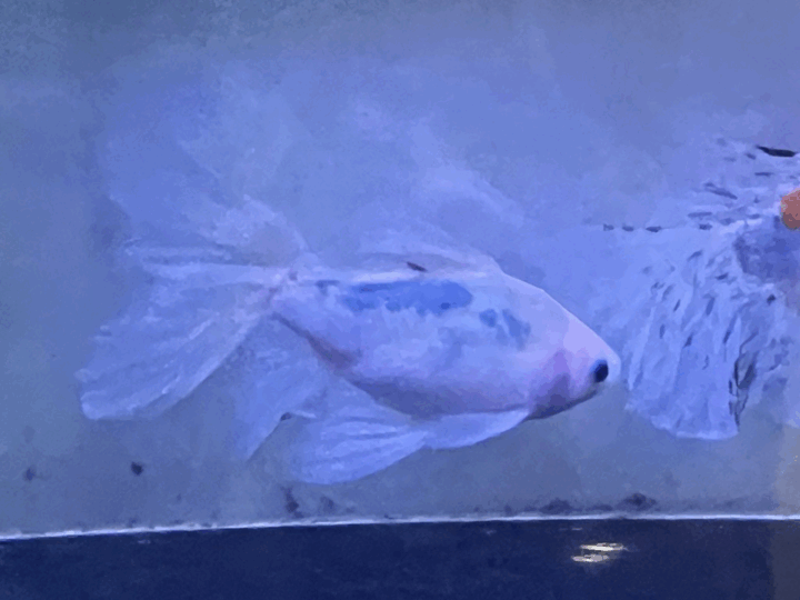 金魚①