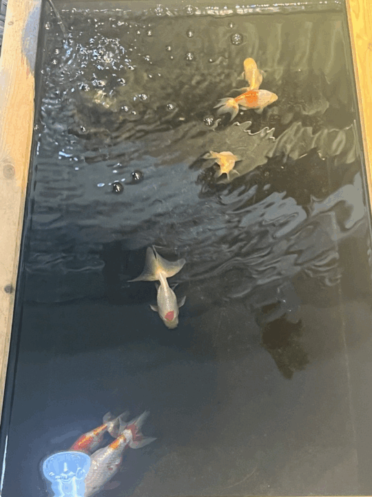 金魚③
